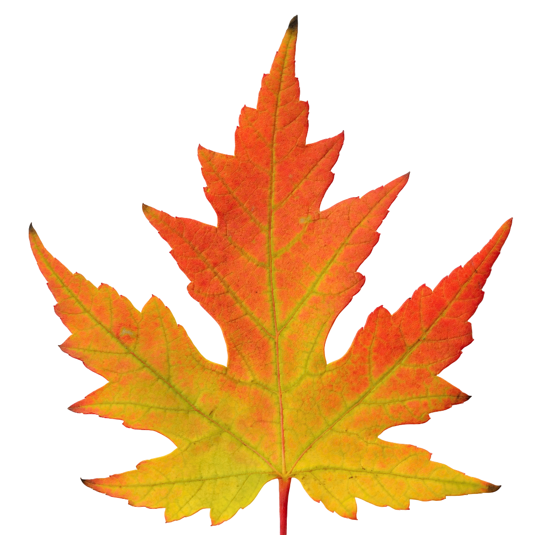 Maple Leaf